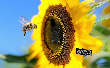 Русификатор для Bee Hands