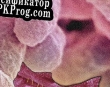 Русификатор для GERM PARTY