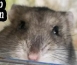 Русификатор для Hamster Clicker