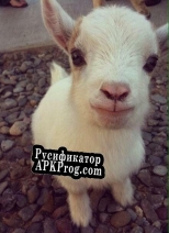 Русификатор для Space goats