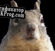 Русификатор для Squirrel Game